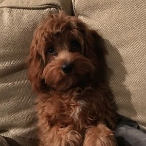 Meet your Posher, Kate